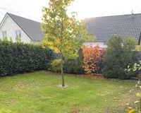 Pflegeleichter Garten 